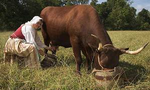 milking Devon Cow